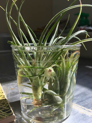 Air Plants need regular misting or a soak in a water bath photo by Cactanna