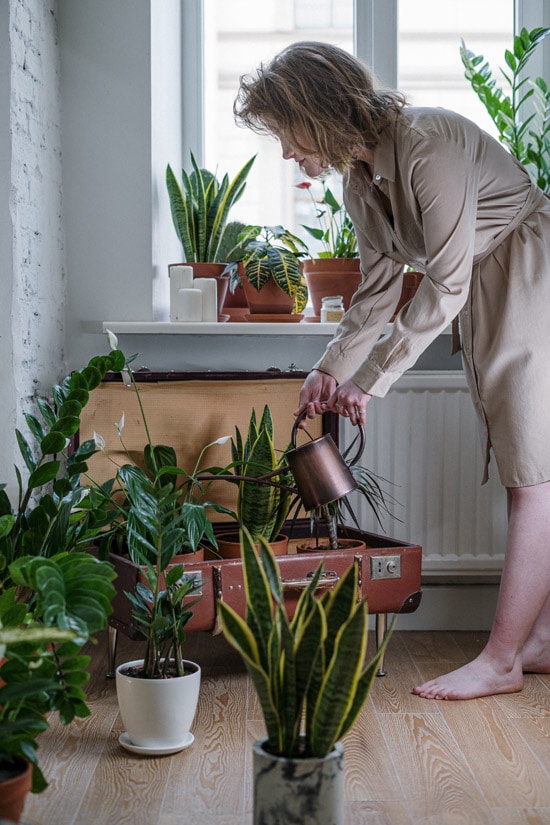 Women watering a collection of tropical houseplants and snake plants