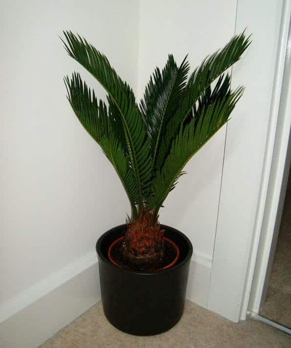 Photo of a young Cycas Revoluta or Sago Palm houseplant