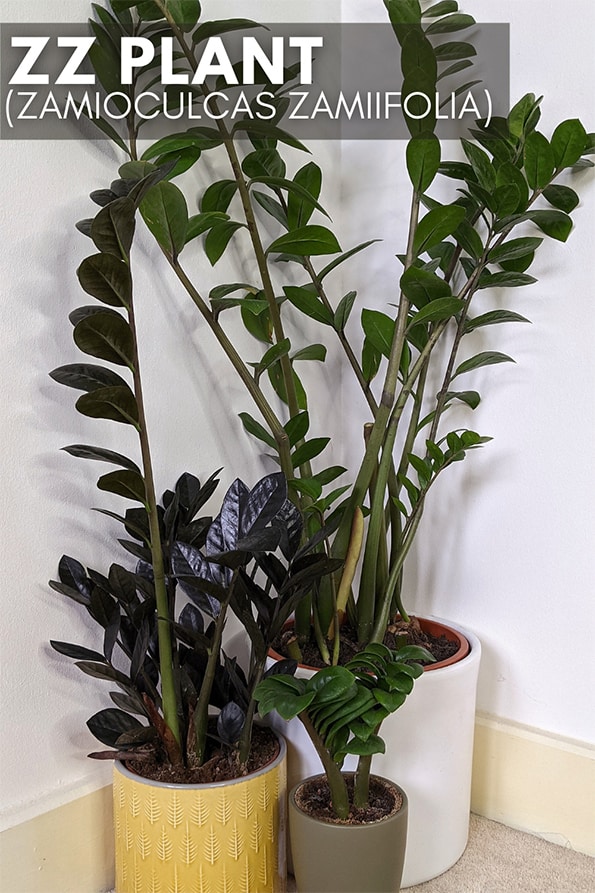 Three ZZ Plants in seperate containers being grown as houseplants in a corner of a dining room
