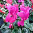 A Cyclamen persicum with deep pink flowers
