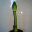 The flowering stalk of this Hippeastrum / Amaryllis rises