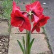 An Amaryllis plant with large red flowers