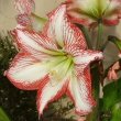 Hippeastrum photo showing the pink and cream blooms by Antonio solera