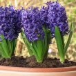 This photo shows five or six flowering blue Hyacinths in a container by 4028mdk09