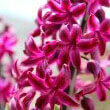 Red Hyacinth flowers by Photo Spock