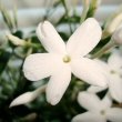 Jasmine flowers are small and star shaped with a glorious scent