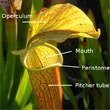A diagram showing the various parts of a Sarracenia pitcher photo by Noah Elhardt