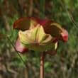 The Sarracenia Flower