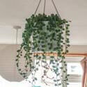 A Senecio houseplant being grown in a hanging basket photo by Ash