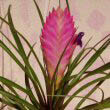 Photo by Paula7K showing a flowering Pink Quill houseplant