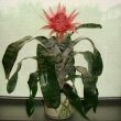 The magnificent and easy to care for Aechmea plant
