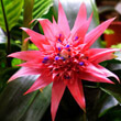 Photo of an Aechmea houseplant in flower by mikebirdy