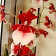 Red and white Cambria Orchid flowers
