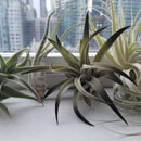 Air Plant Collection by Beautiful Tillandsia