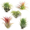 A Collection of 5 Tillandsia ionantha Air Plants that you can buy online from Amazon
