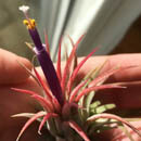 Flowering Air Plant photo taken by Cactanna