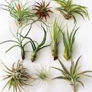 Air Plants can come in many different shapes and varieties