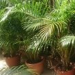 Areca Palm (Dypsis lutescens)