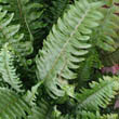 The Boston Fern has graceful green, drooping fronds that will look great in your home