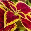 Fantastic photo showing the amazing colours of a Coleus Blumei Hybrid by Hedwig Storch