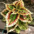 This Coleus by KENPEI looks like the frill of the Dilophosaurus from the 1993 Jurassic Park movie