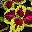 Coleus Red Houseplants by Kong