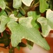 Close up photo of English Ivy