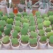 Lots of Hoya kerrii single leaf plants being sold on mass by a garden nursery