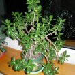 Photo of a Jade Plant by Piotrus.