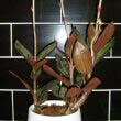 Modern design and pots are perfect for the Jewel Orchid