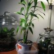 A tall Lucky Bamboo indoor houseplant - by Lilkittay