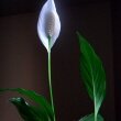 A Peace Lily flower sitting tall above its foliage below