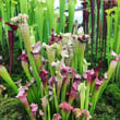 Photo of several Pitcher plants growing on a display stand