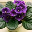 African Violet plant with blue flowers by Wildfeuer