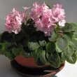African Violet plant with pink flowers by Bff