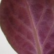 Close view of the underside of an African violet leaf by GrapeAce