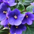 Close view photo of an African Violet plant with blue flowers by Wildfeuer