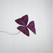 Single leaf of the Purple Shamrock photo by Oh My Plant