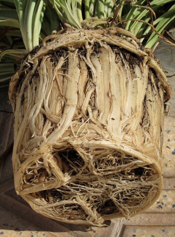 Spider Plant out of its pot with a very tight root ball