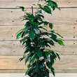 Ficus plants make great houseplants and look brilliant in lots of settings