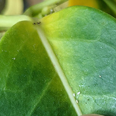 Signs of Thrip Damage on a houseplant leaf