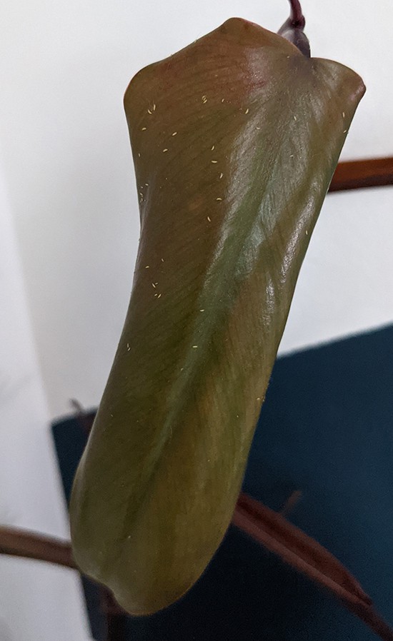 Large number of thrip larva on the upper leaf surface of a philodendron white knight