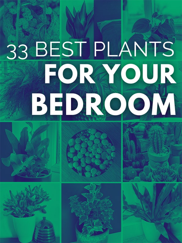 Collage of house plants featured in this article
