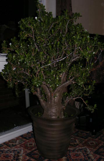 A 55 year old Jade Plant