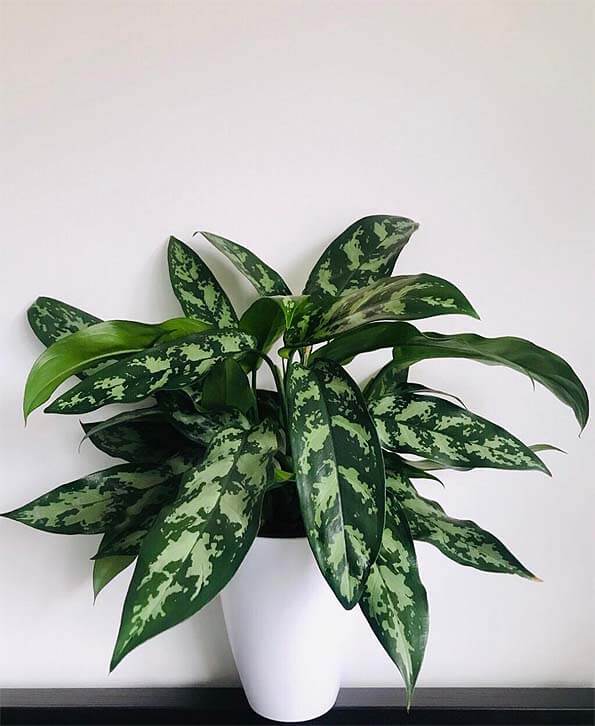 Aglaonema Maria on a table with a white background