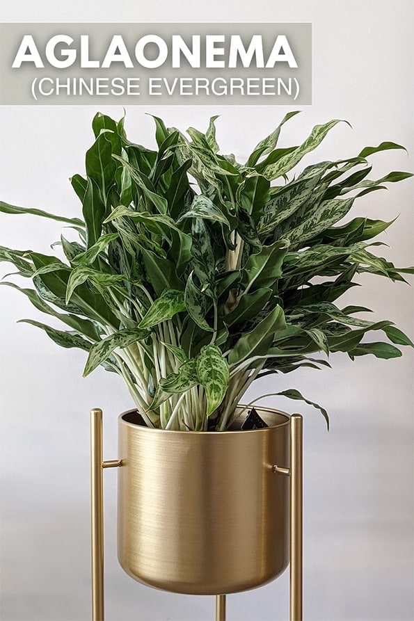Aglaonema white stem growing in a large brass metal planter