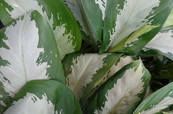 Photo showing the leaves of the Aglaonema Chinese Evergreen Diamond Bay