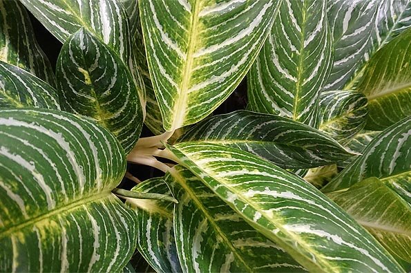 Aglaonema Chinese Evergreens Guide Our House Plants,What Is A Caper In Food