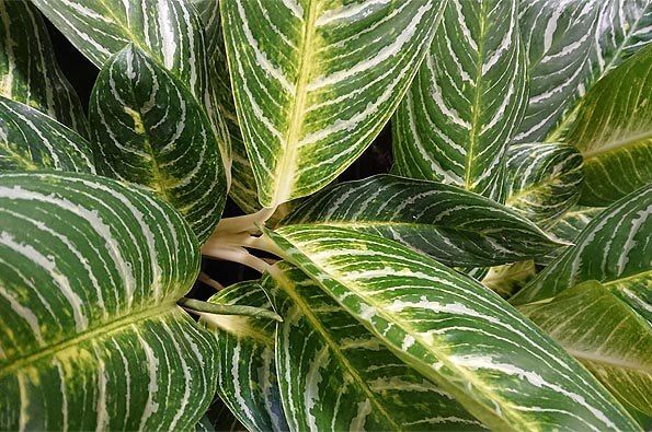 Photo showing the leaves of the Aglaonema Chinese Evergreen Key Lime